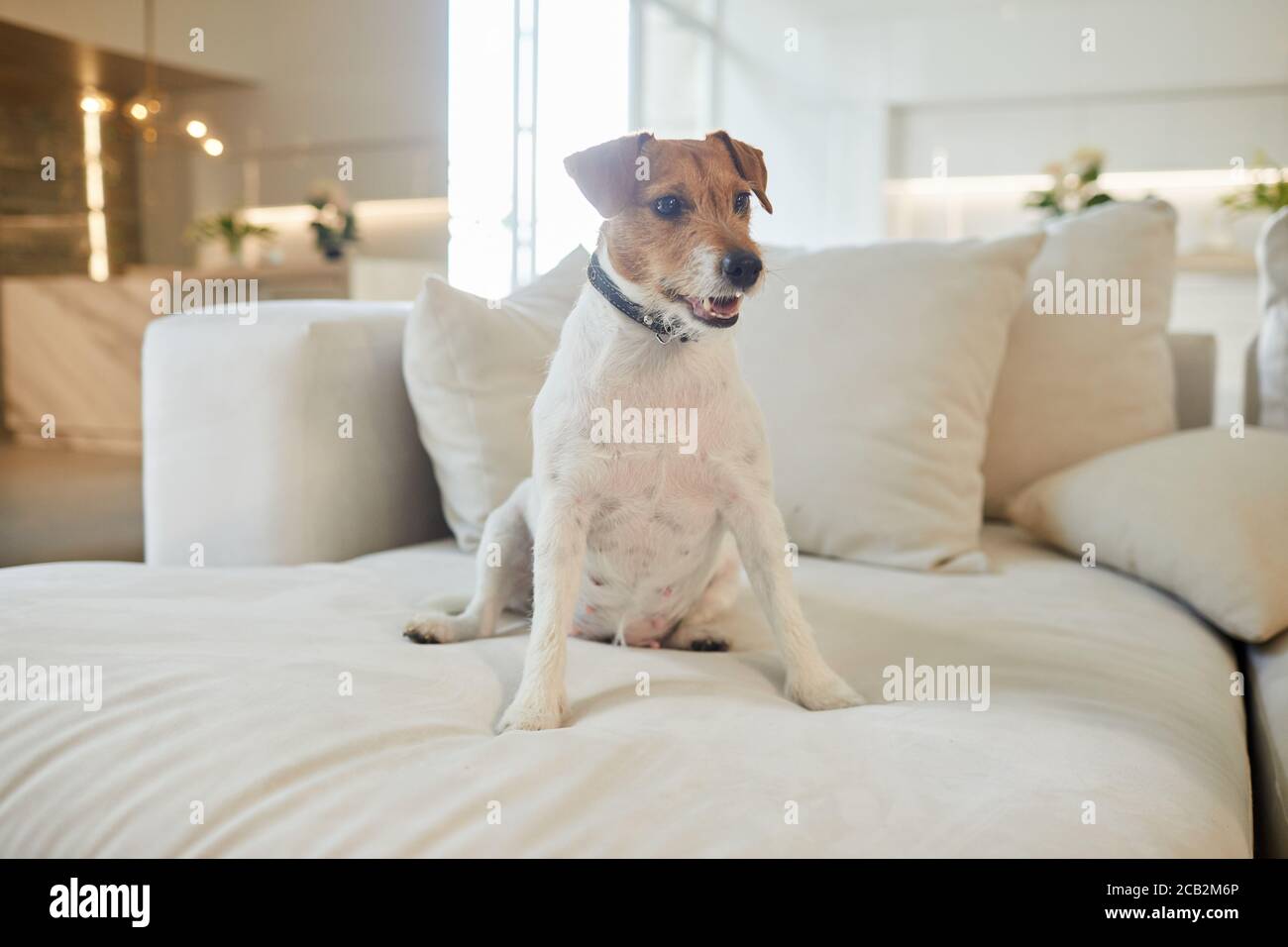 Portrait complet d'une femme Jack Russel terrier, assise sur un grand canapé blanc à l'intérieur de la maison, espace de copie Banque D'Images