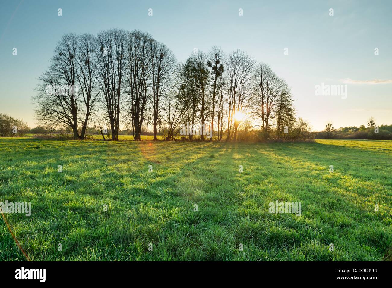 Soleil derrière les arbres dans un pré vert, ombres sur l'herbe et ciel clair Banque D'Images