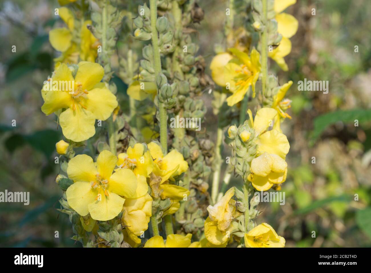 Verbascum densiflorum, fleurs jaunes de mulleflower dans le foyer macro-vendeux de prairie Banque D'Images