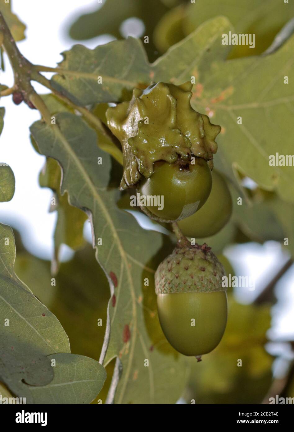 Croissance de Knopper Gall sur le chêne commun Acorn, Royaume-Uni Banque D'Images