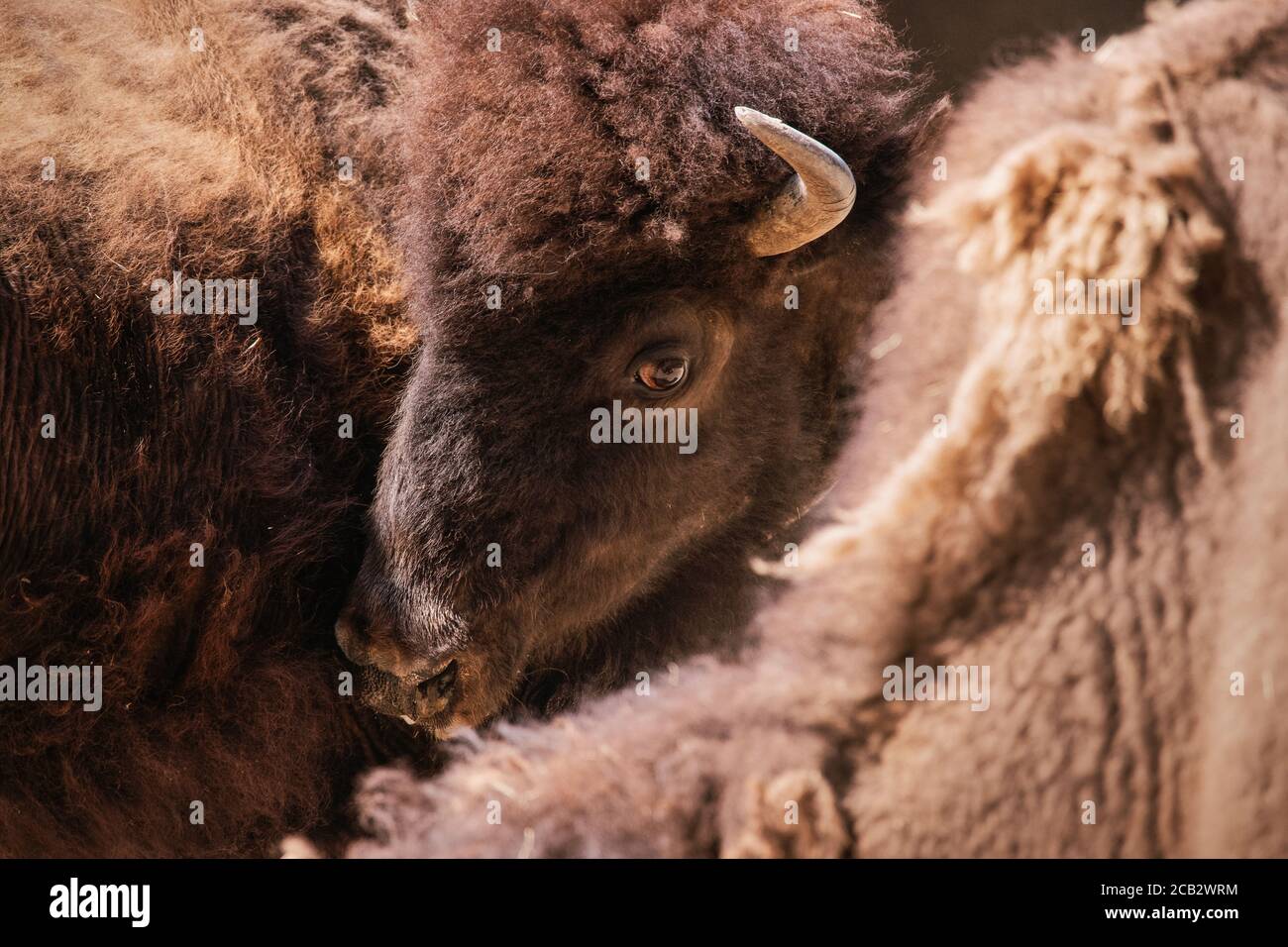 Portrait facial d'un bison américain adulte en regardant un autre individuel Banque D'Images