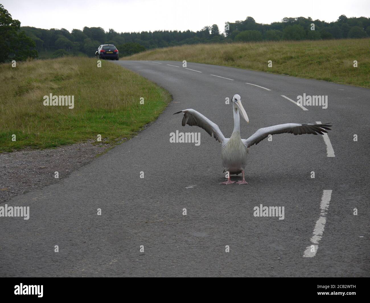 Pelican au parc safari de Longleat qui étend ses ailes Banque D'Images