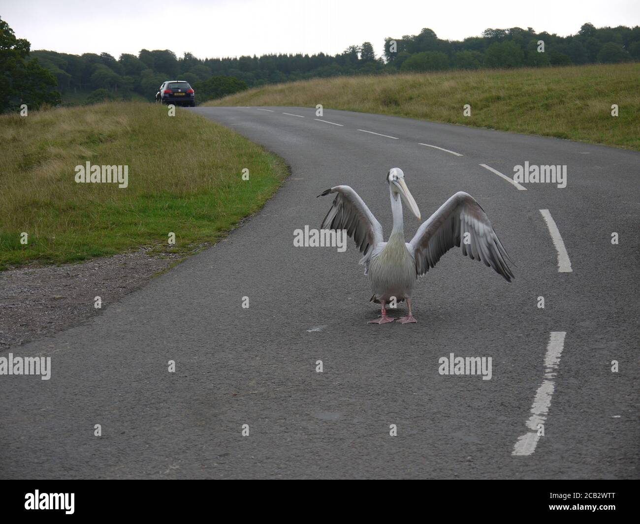 Pelican au parc safari de Longleat qui étend ses ailes Banque D'Images