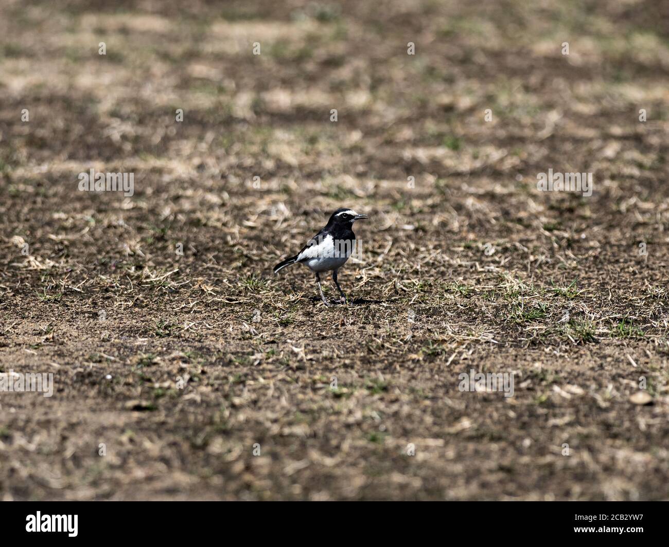 Vue d'un wagon japonais sur un terrain Banque D'Images