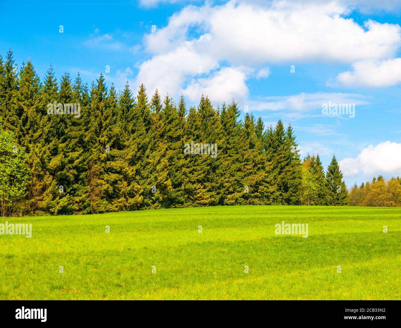 Vert luxuriant et prairie fraîchement mouchée le jour d'été ensoleillé. Espace rural avec forêt de conifères verdoyants, ciel bleu et nuages blancs sur le fond. Banque D'Images