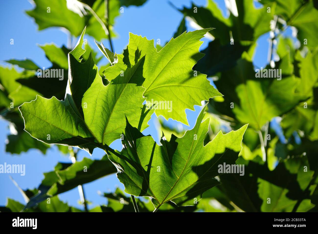 Feuilles vertes fraîches d'un rabot contre le ciel bleu d'été. Feuillage à mise au point sélective. Nom latin, Platanus x hispanica, Platanus x acerifolia Banque D'Images