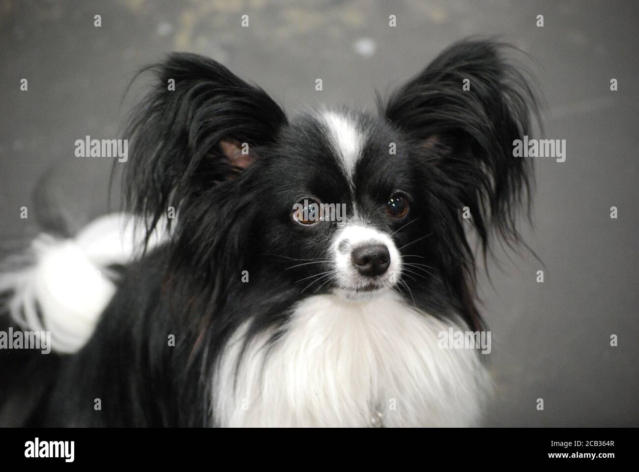 Joli petit chien de papilon noir et blanc Photo Stock - Alamy