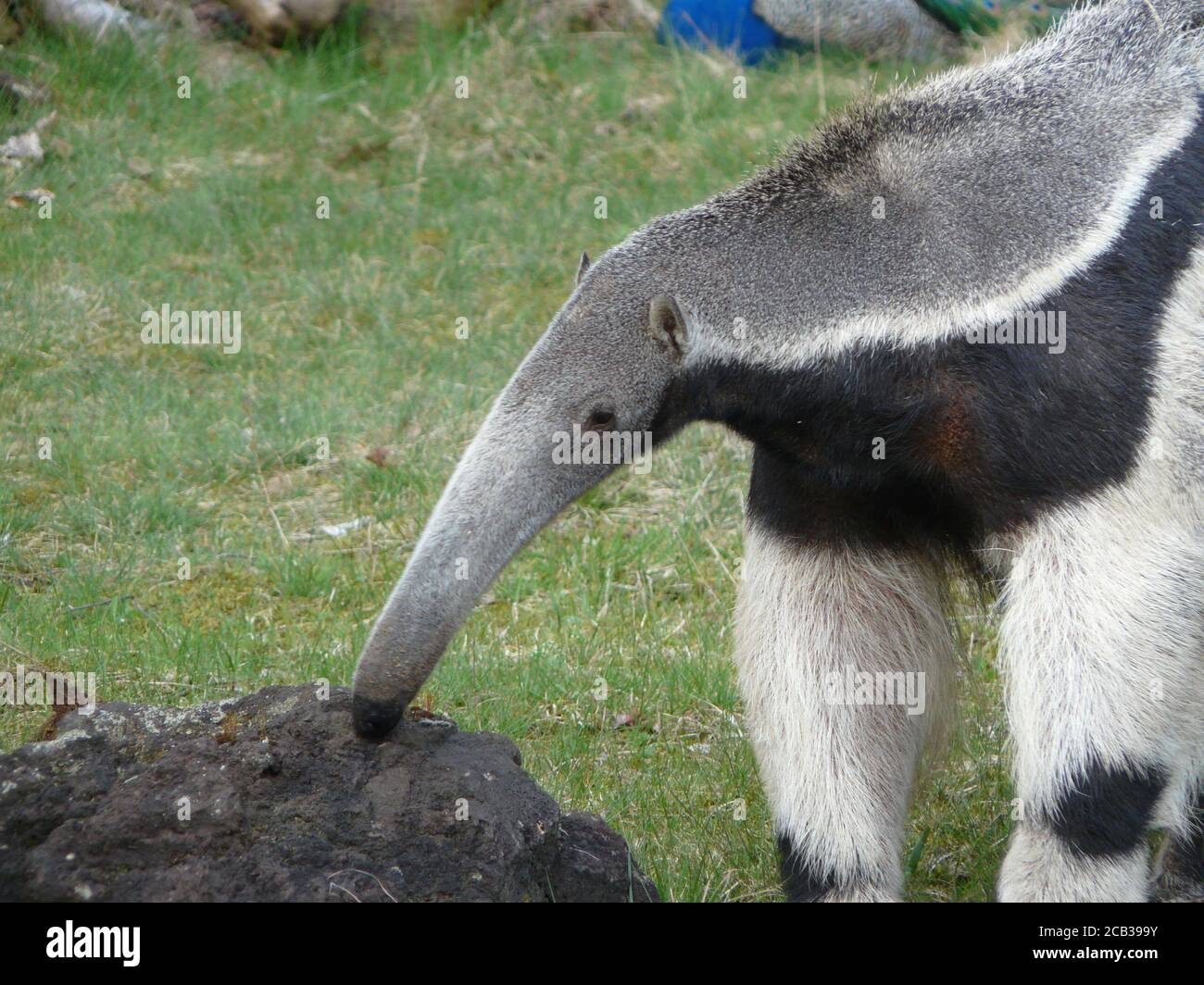 Gros plan de l'anteater géant Banque D'Images