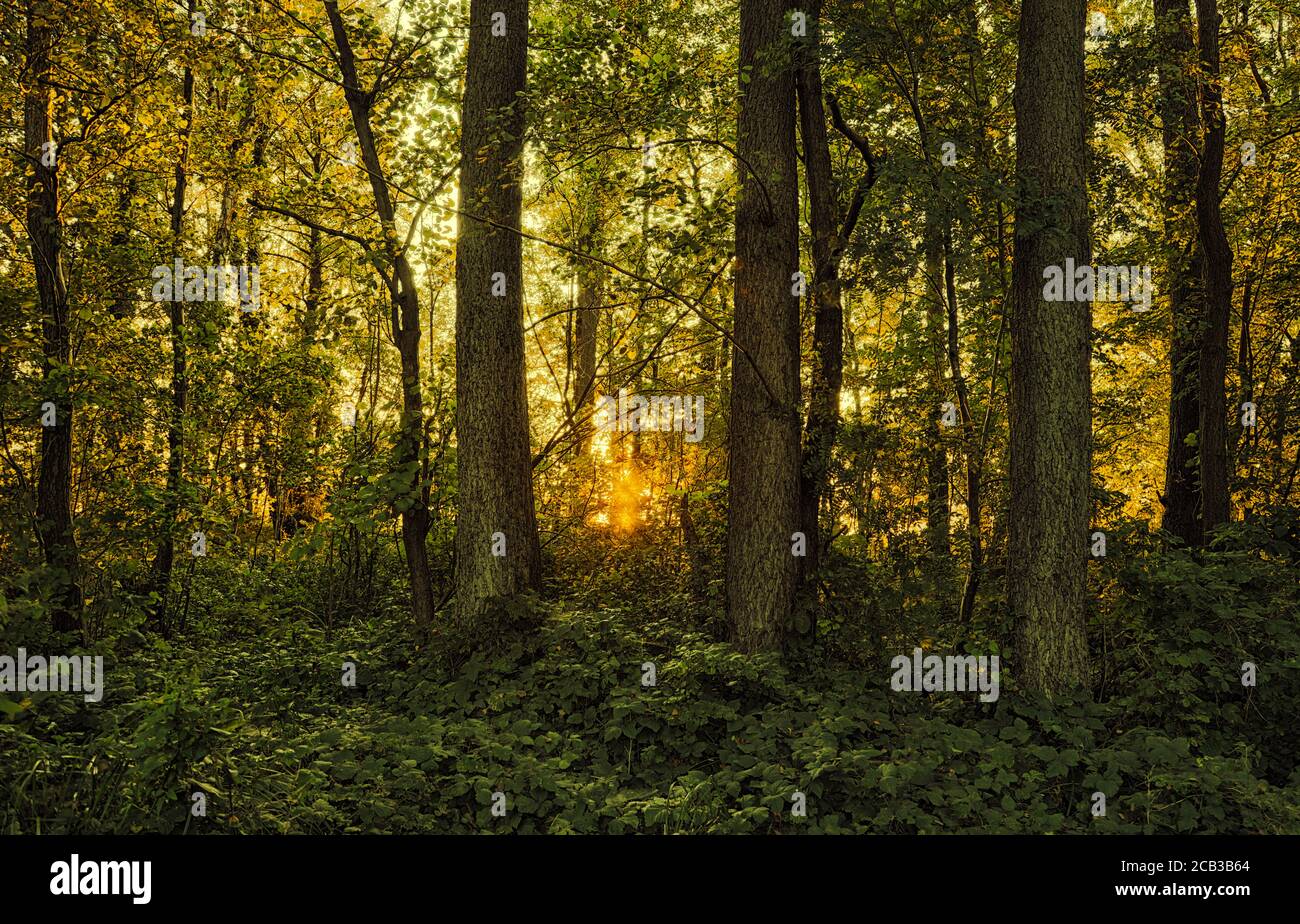 Les derniers jours de l'été se sont montrés de leur plus beau côté dans la petite zone boisée de Holstein Suisse. Banque D'Images