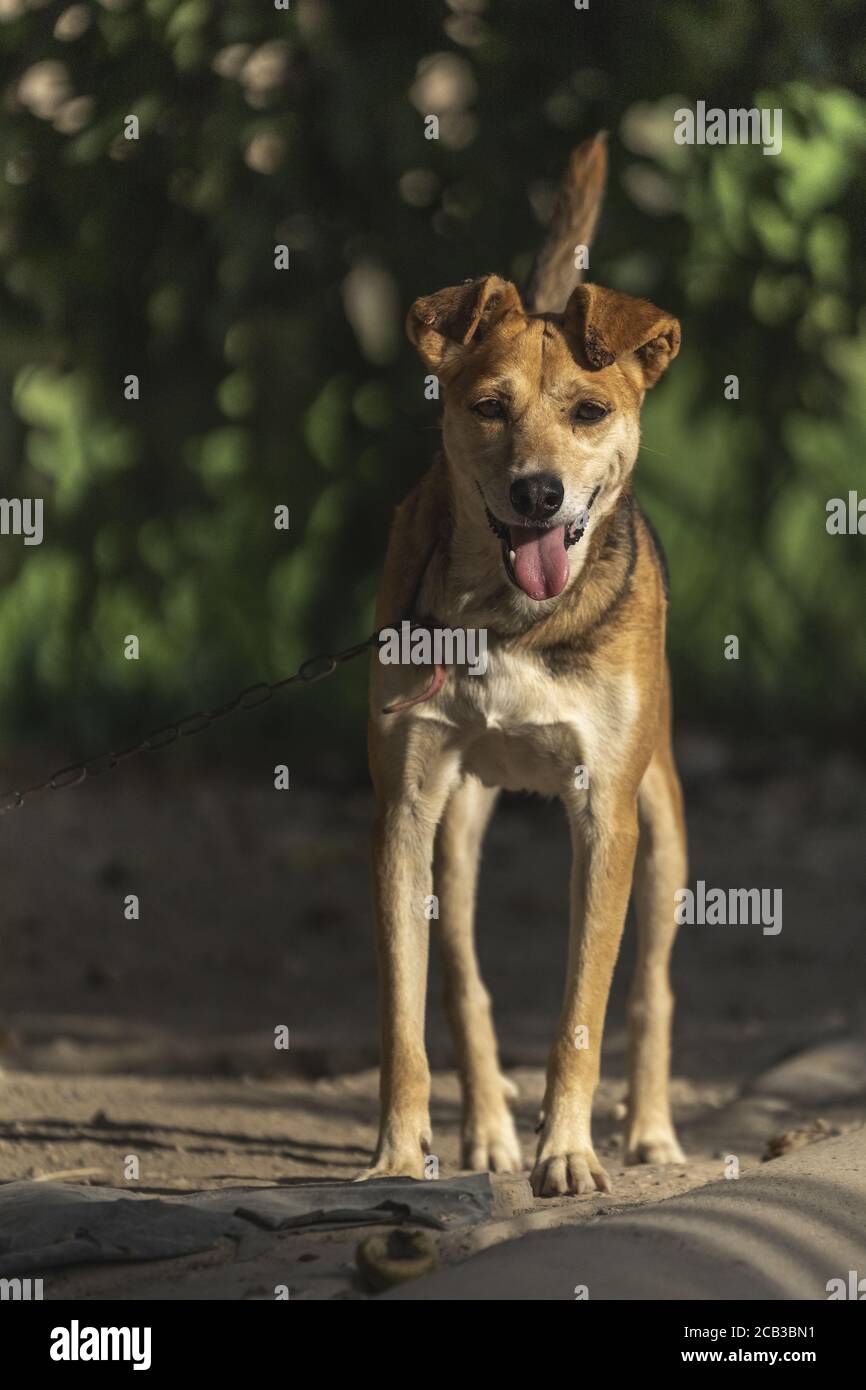 Joli chien marron debout sur le sol avec une chaîne Banque D'Images