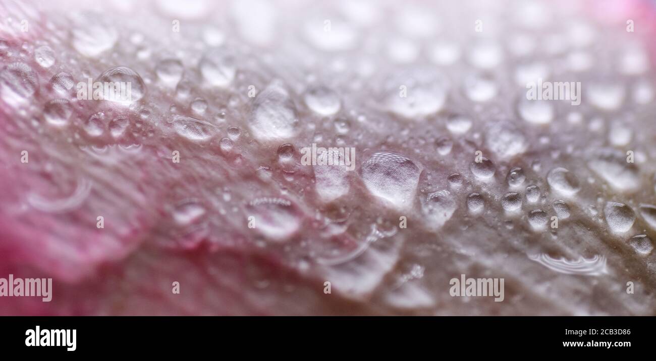 Tendre belle rose pétale avec la texture gouttes d'eau. Pétales de rose rose et blanc en gros plan. Photo macro de texture naturelle rose pétale. Revers pétale rose Banque D'Images