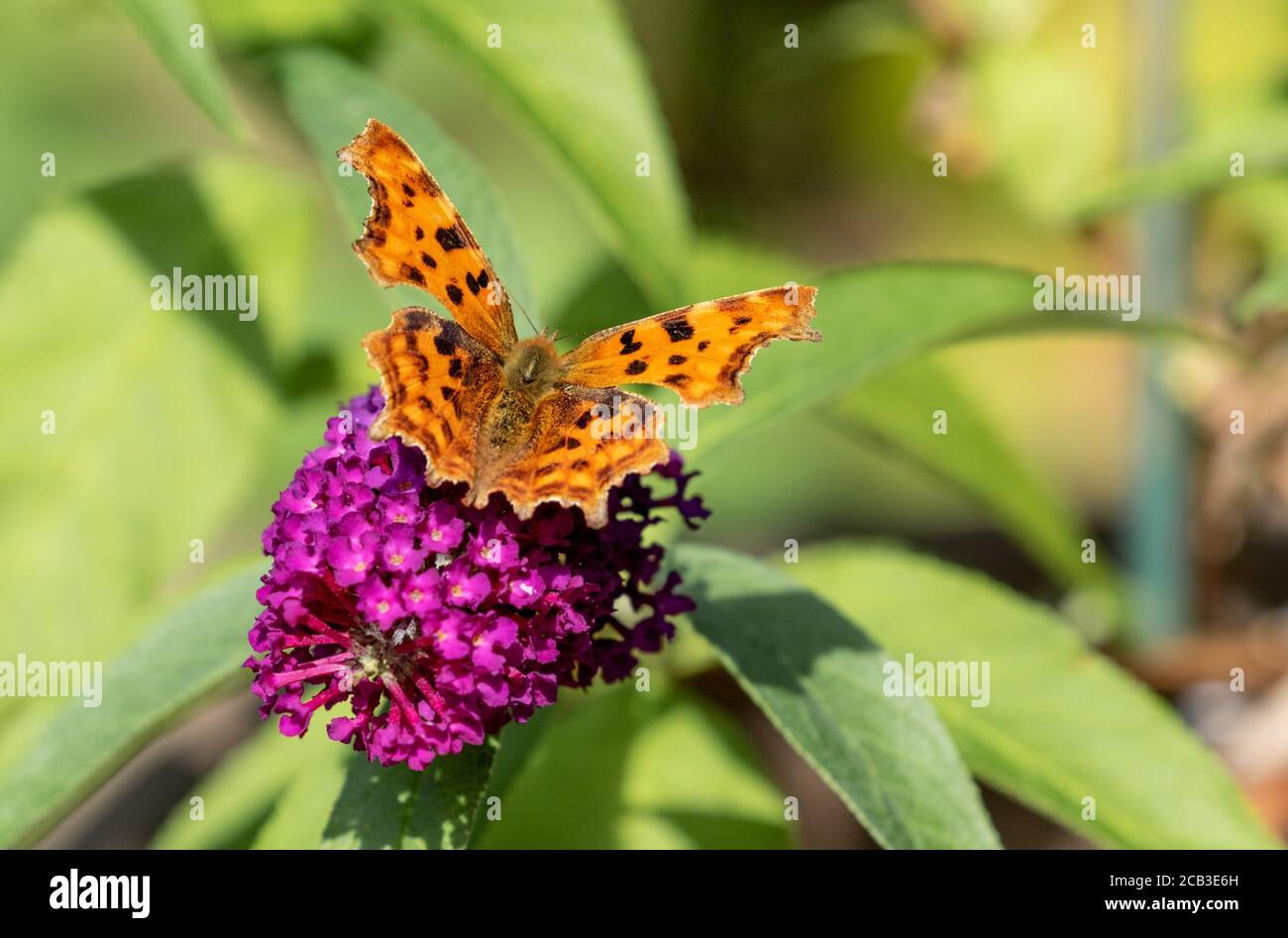 Comma Butterfly nourrissant une fleur de la Buddleia. Banque D'Images