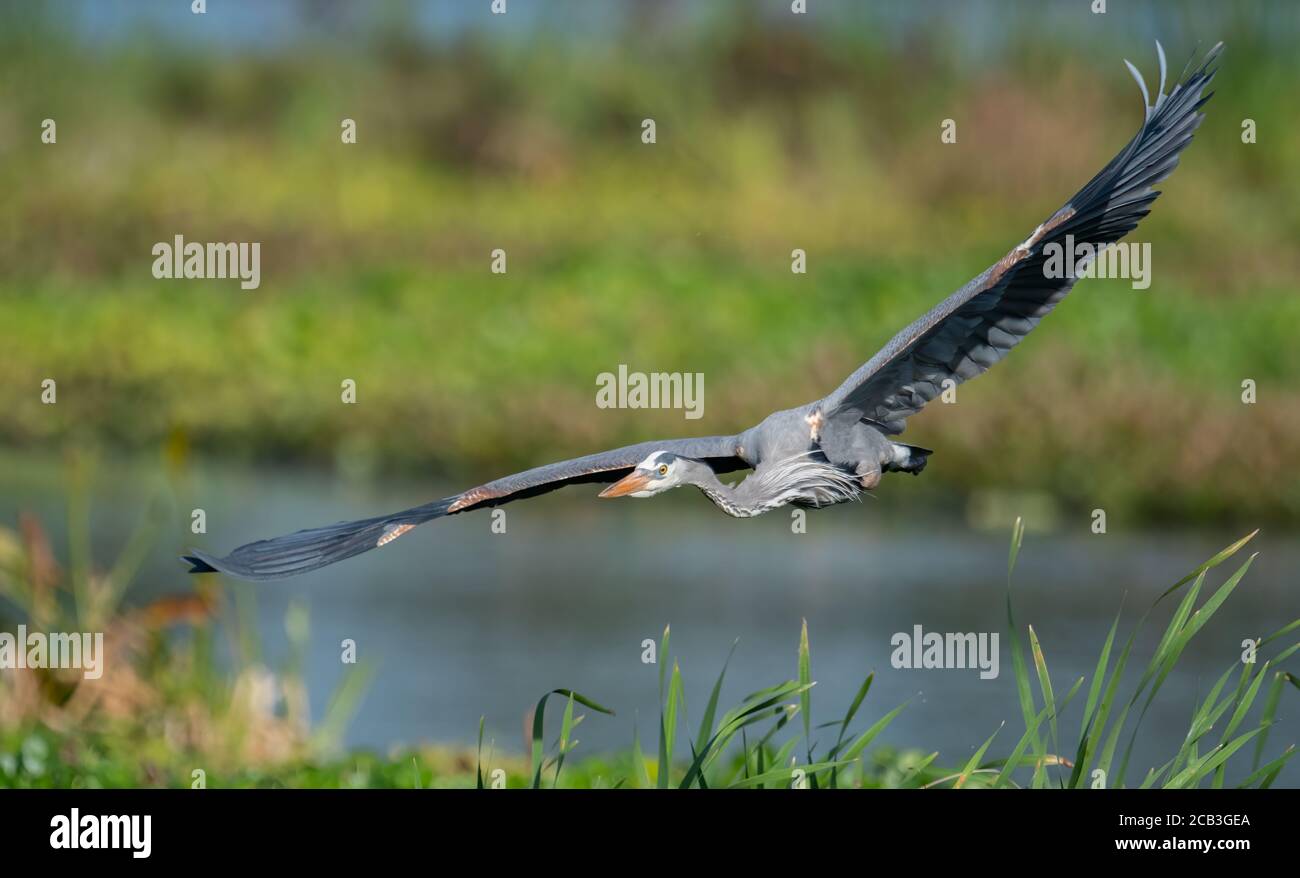 Bebe Heron Banque D Image Et Photos Alamy