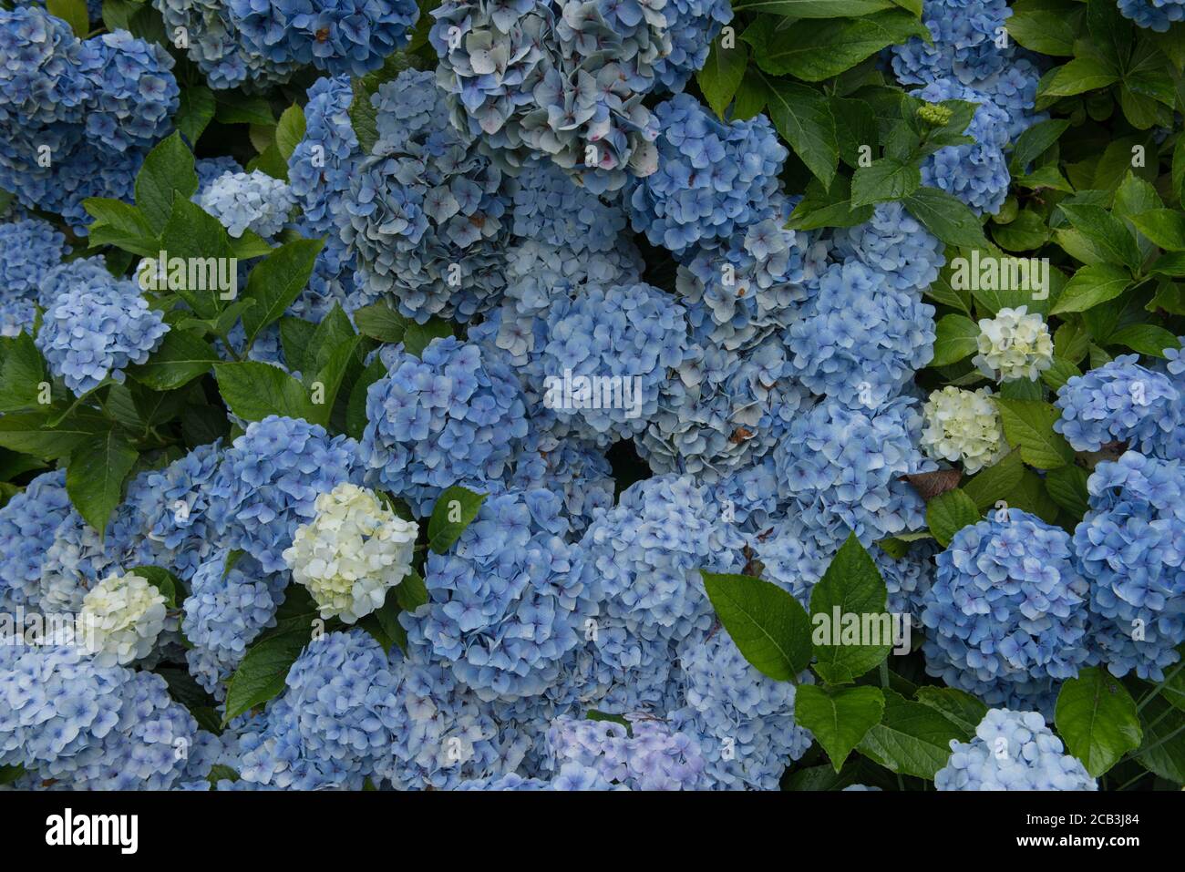 Contexte ou texture de la floraison d'été Blue Mophhead Hydrangea (Hydrangea macrophylla 'Mousseline') dans un jardin de forêt dans le Devon rural, Angleterre, Royaume-Uni Banque D'Images