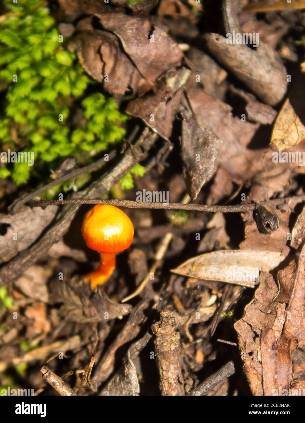 Un petit champignon orange vif, qui pousse dans la sous-croissance d'une gorge boisée dans les montagnes du Drakensberg Banque D'Images