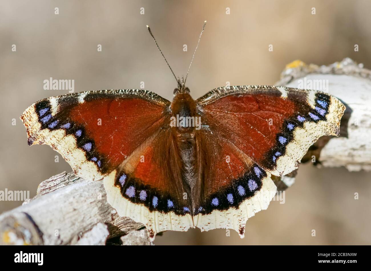 Le cloaque pleurant (Nymphalis antiopa), le baiser de papillon. Banque D'Images