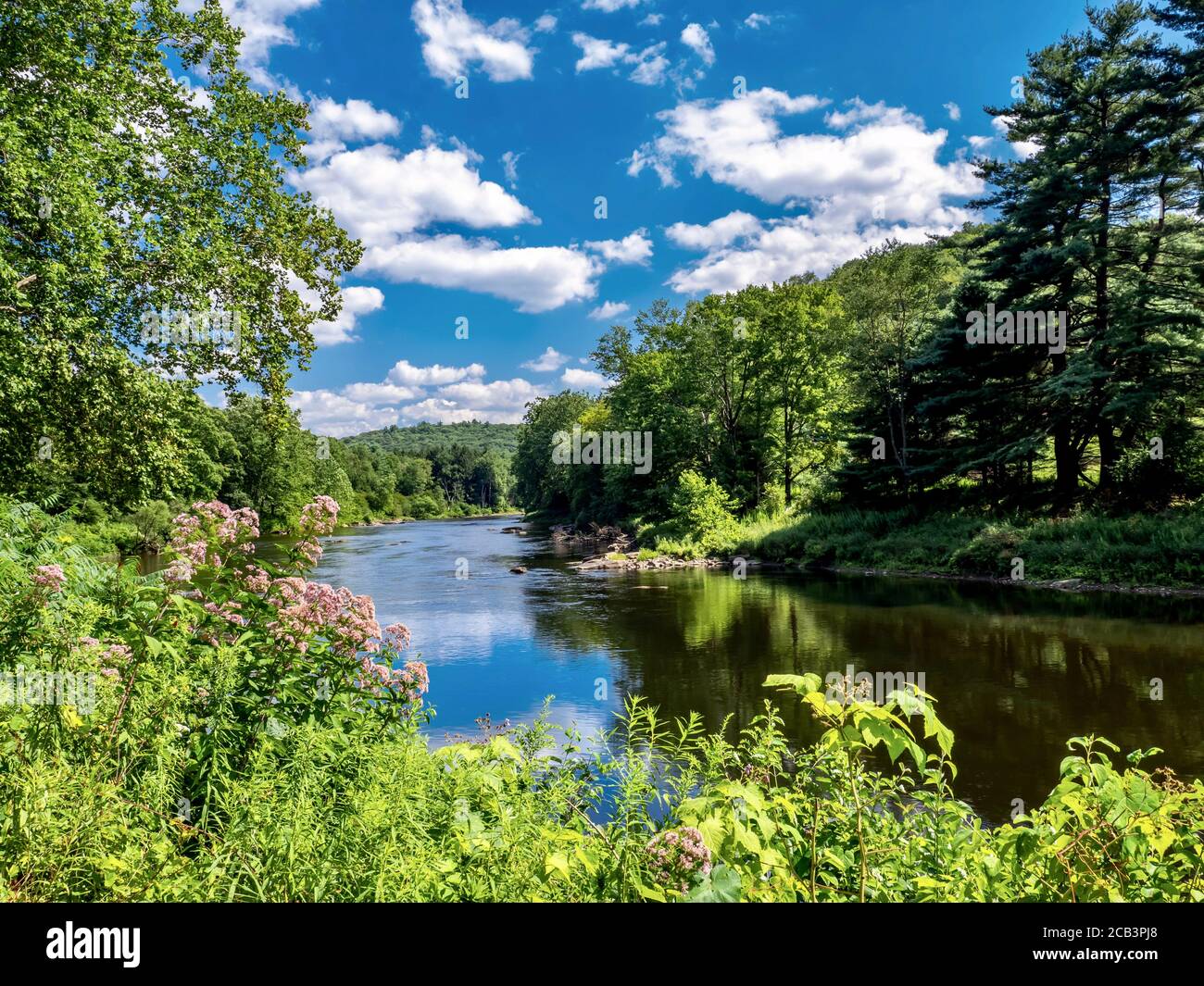 La scène naturelle de la rivière Clarion nichée dans le parc national Cooks Forest en Pennsylvanie, près de la forêt nationale d'Allegheny. Fleurs sauvages et arbres avec un Banque D'Images