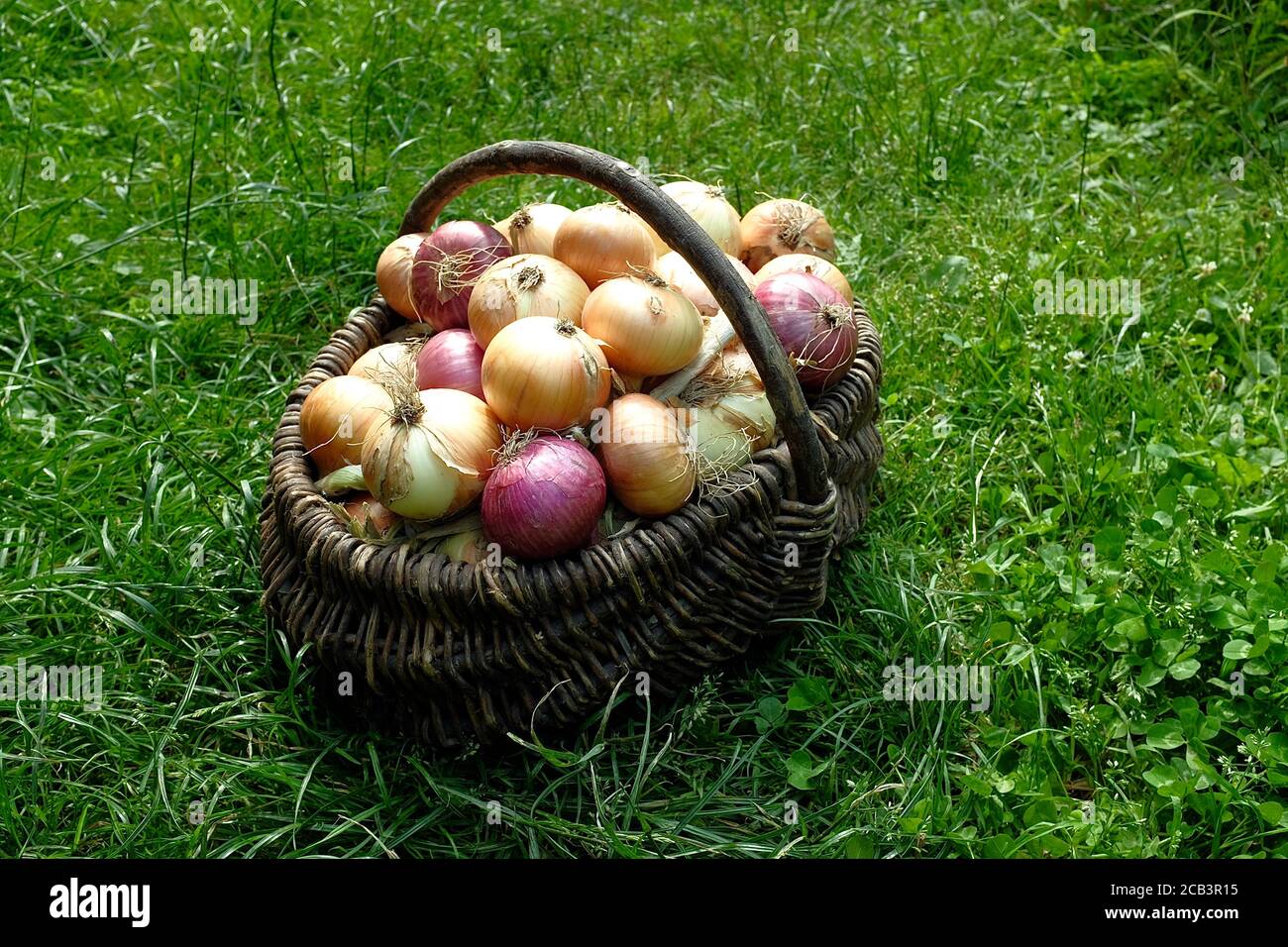 Oignons frais dans un panier rural en osier sur fond d'herbe verte. Concept de produits agricoles. Banque D'Images