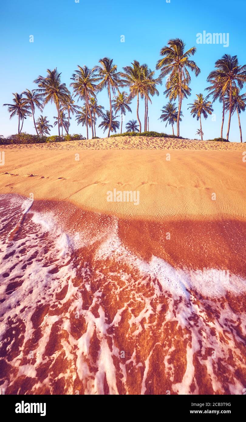 Plage tropicale avec palmiers à noix de coco au coucher du soleil, couleurs appliquées. Banque D'Images