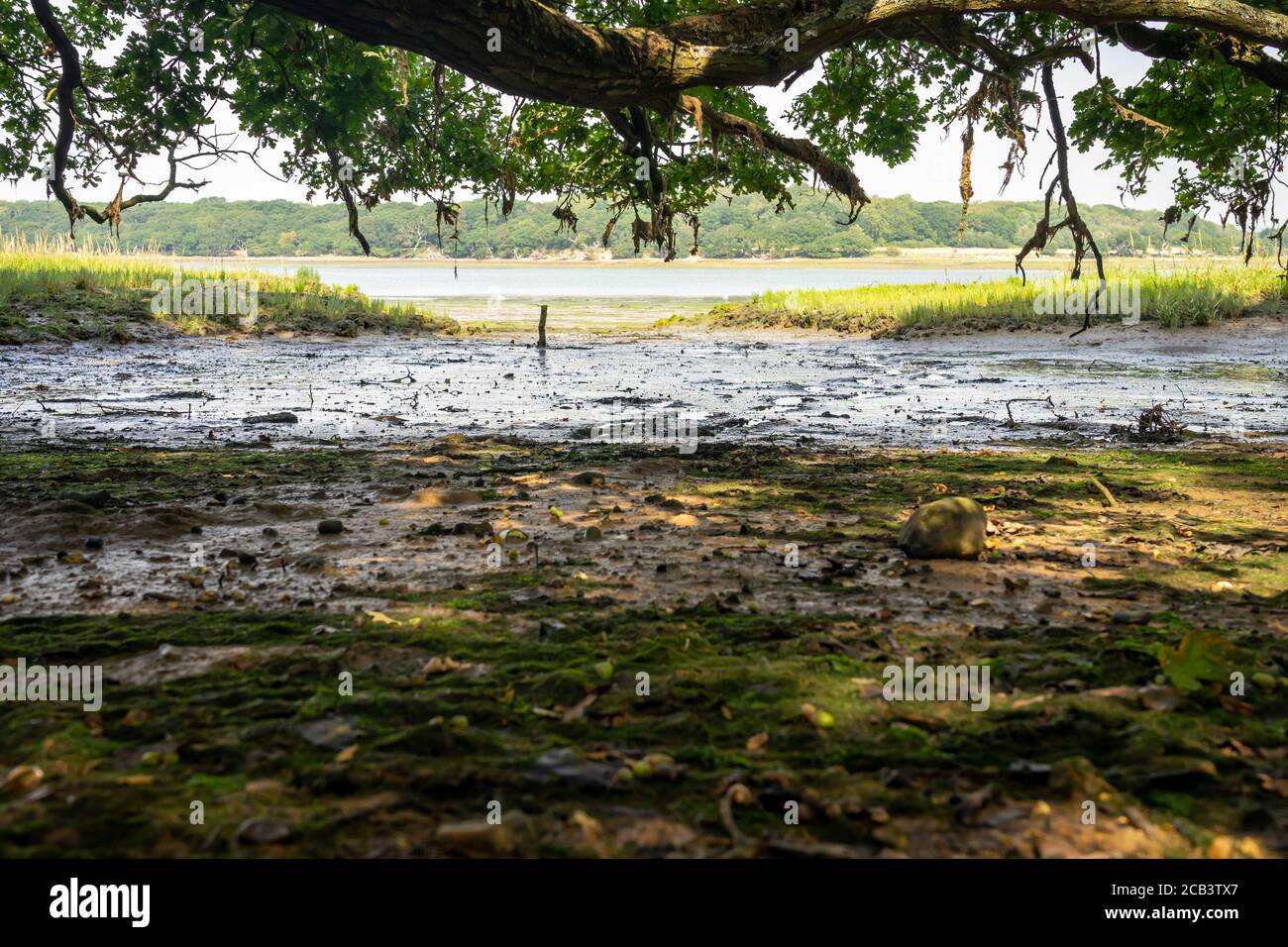 Mudflats exposés à marée basse sous des contreforts en chêne Banque D'Images