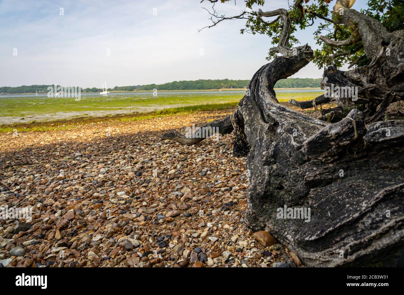 Arbres morts et vasières exposés à marée basse Banque D'Images