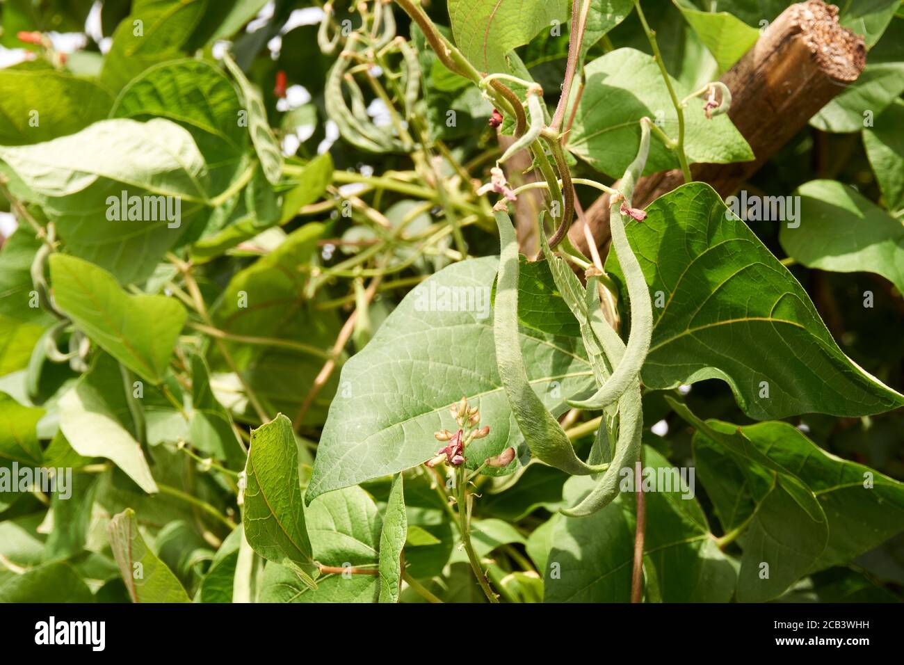 les haricots dans le champ fleurissent avec des fleurs rouges au début de l'été Banque D'Images