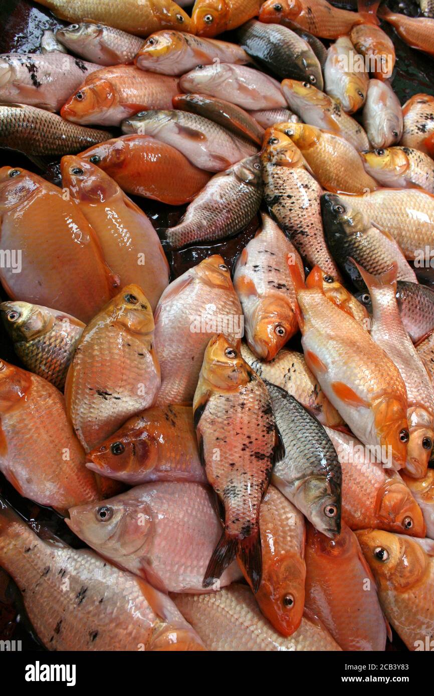 Le poisson pour la vente sur un marché indonésien Stall Banque D'Images