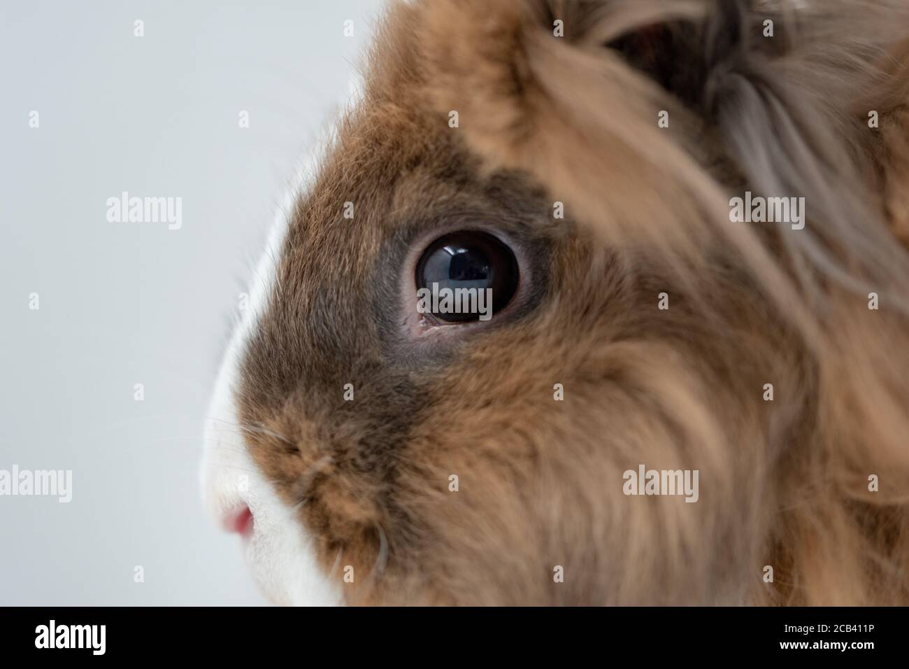 Gros plan d'un lapin brun et blanc Banque D'Images