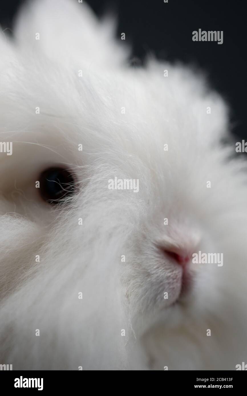 Cliché vertical d'un lapin angora blanc Banque D'Images