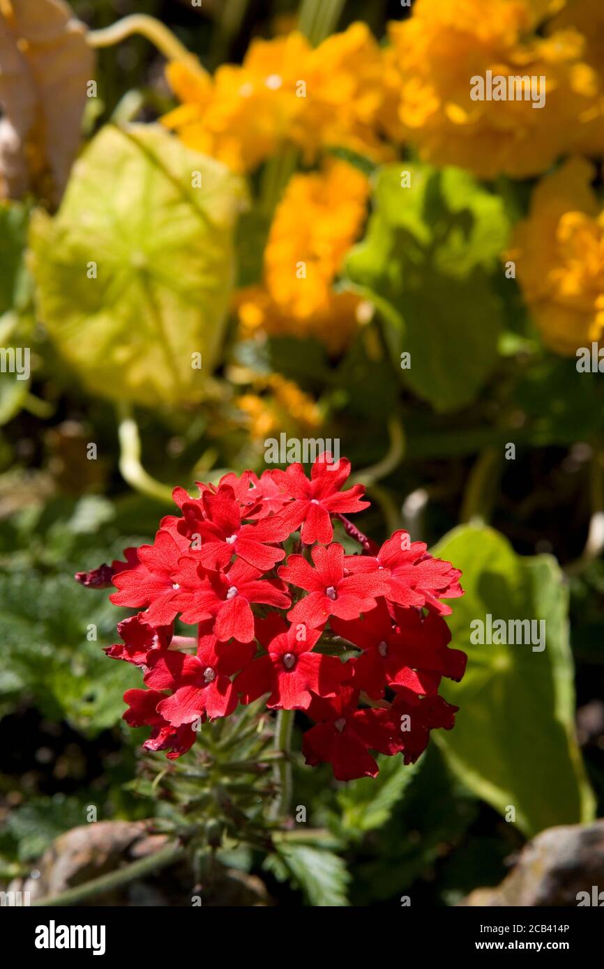 Fleurs, (Lychnis Chalcedica en premier plan). Bordure herbacée, le jardin de cuisine, West Dean, West Sussex, Angleterre, Royaume-Uni Banque D'Images