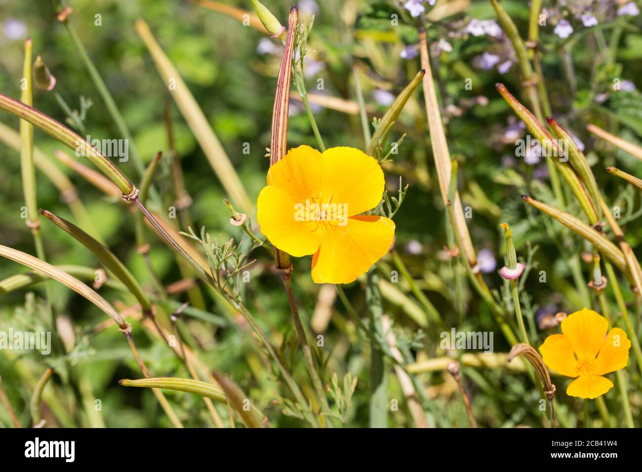 Gros plan de la fleur jaune Eschscholzia californica. Communément connu sous le nom de pavot de Californie. Banque D'Images