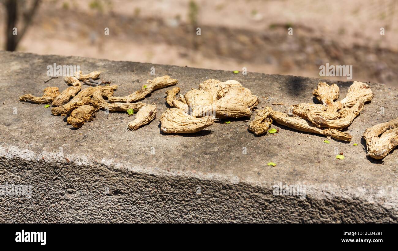 Racines de gingembre disposées pour le séchage. Capturé dans un village chinois près des grottes de Bingling. Ingrédient populaire pour les aliments et les boissons. Banque D'Images Racines de gingembre disposées pour le séchage. Capturé dans un village chinois près des grottes de Bingling. Ingrédient populaire pour les aliments et les boissons. Banque D'Images