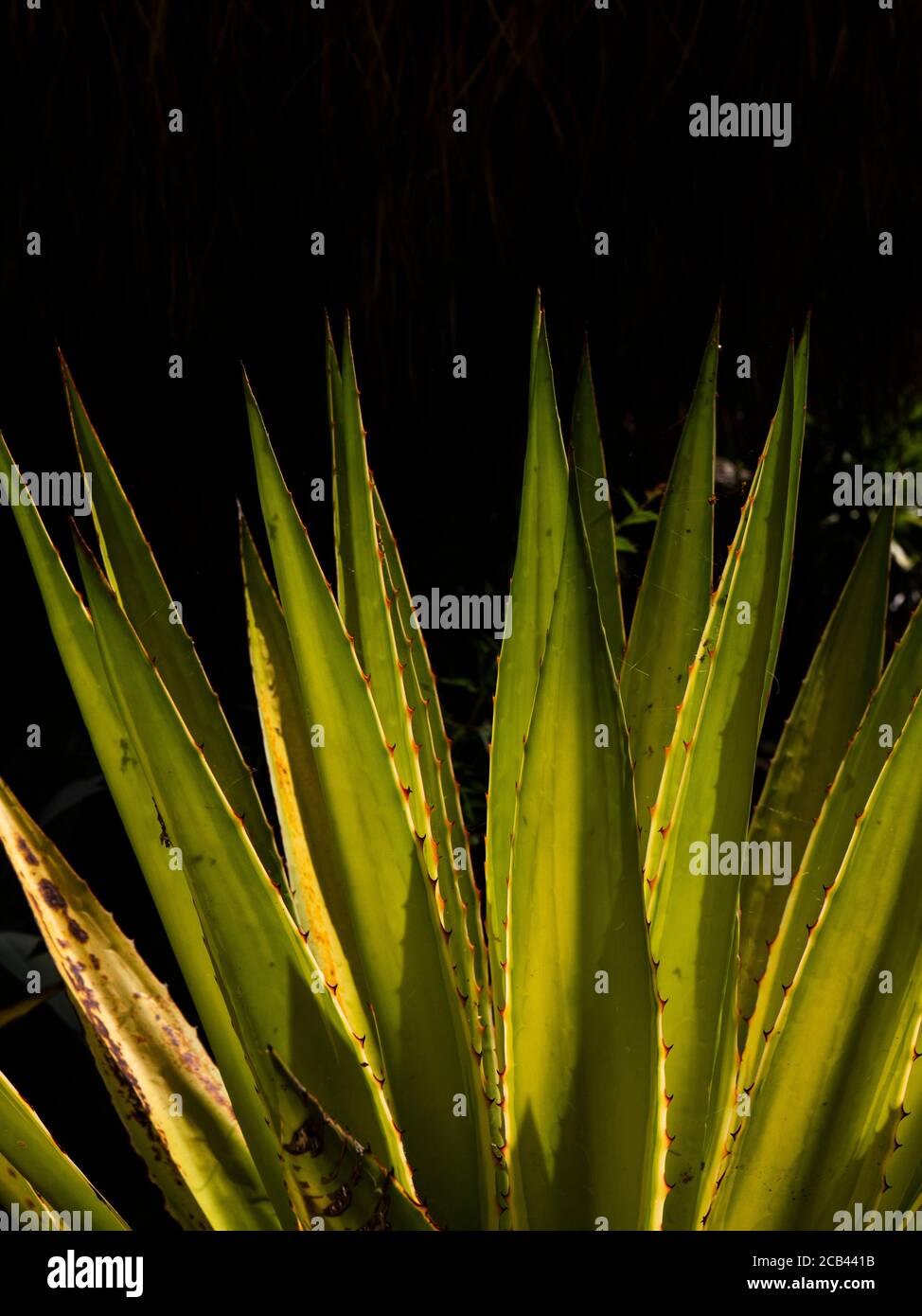 Belle plante épineuse Banque D'Images