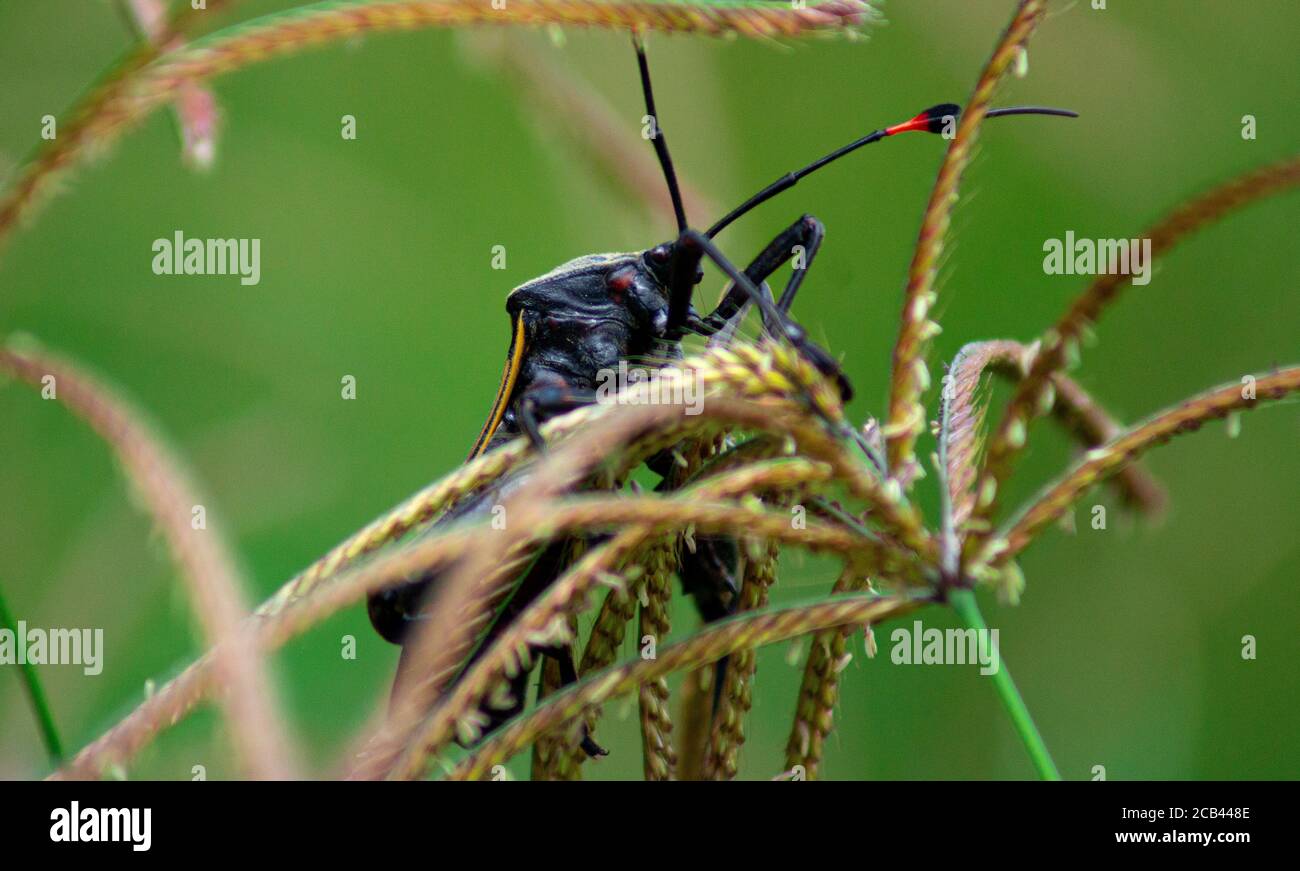 Photo macro-sélective d'un gros insecte méso une herbe Banque D'Images