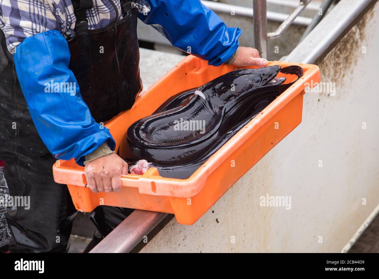 Pêcheur livrant du poisson frais de la mer dans un plateau orange à Apulia, Portugal Banque D'Images