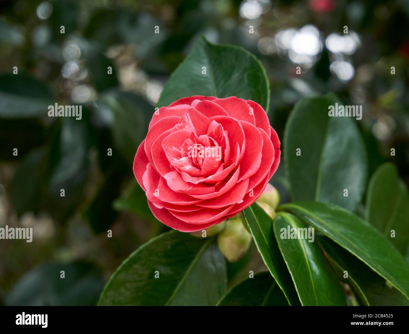 Gros plan d'une fleur de camellia rouge qui fleurit au printemps Banque D'Images