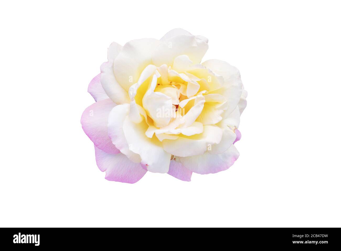 Rose de thé hybride isolée sur fond blanc pour le collage Banque D'Images
