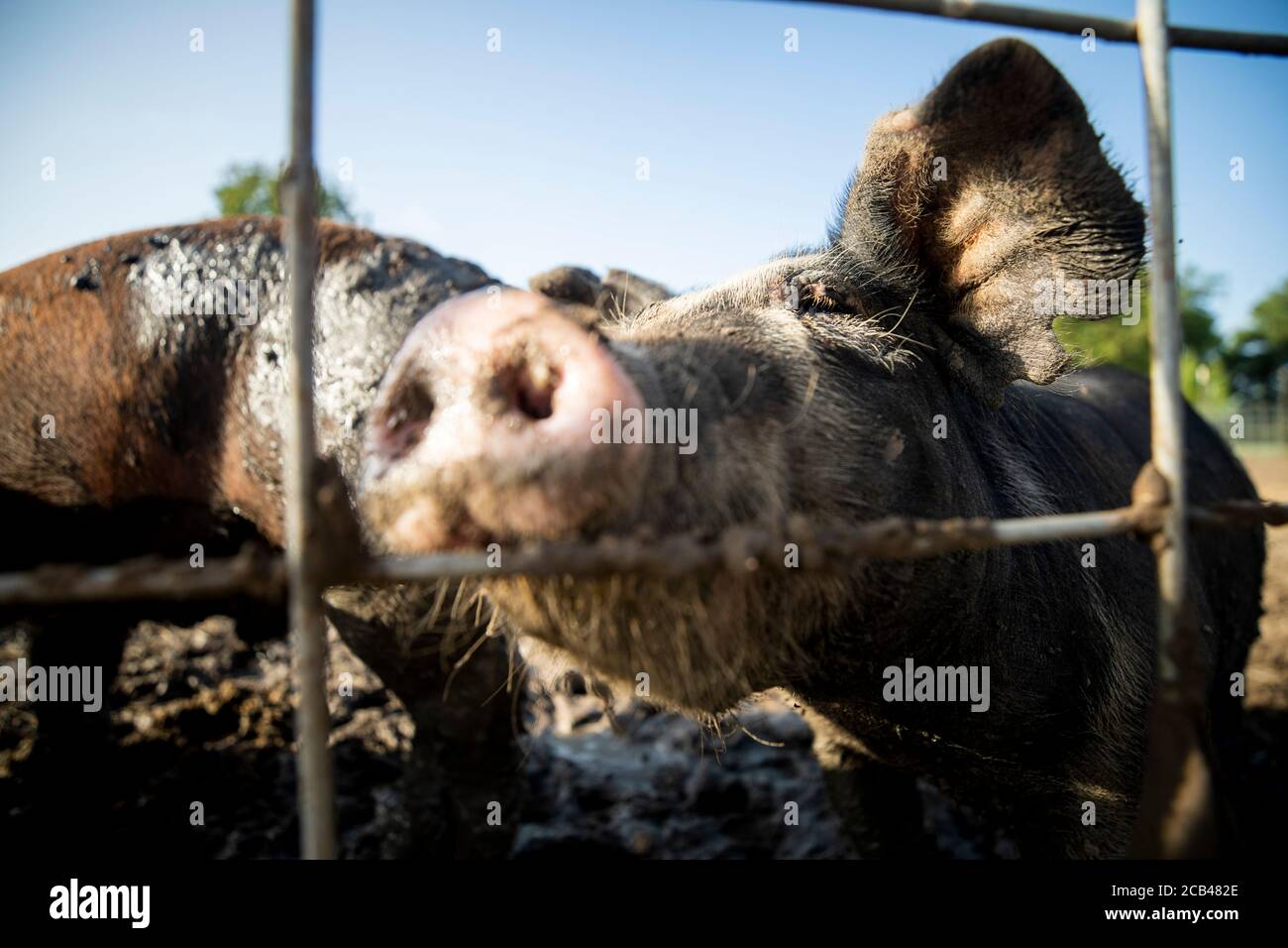 Divers animaux de ferme comme les porcs, les chevaux et les vaches dans une ferme du Texas. Banque D'Images