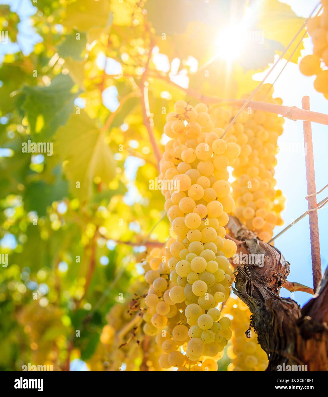 Gros plan de vignes blanches dans un vignoble de Toscane, Italie Banque D'Images