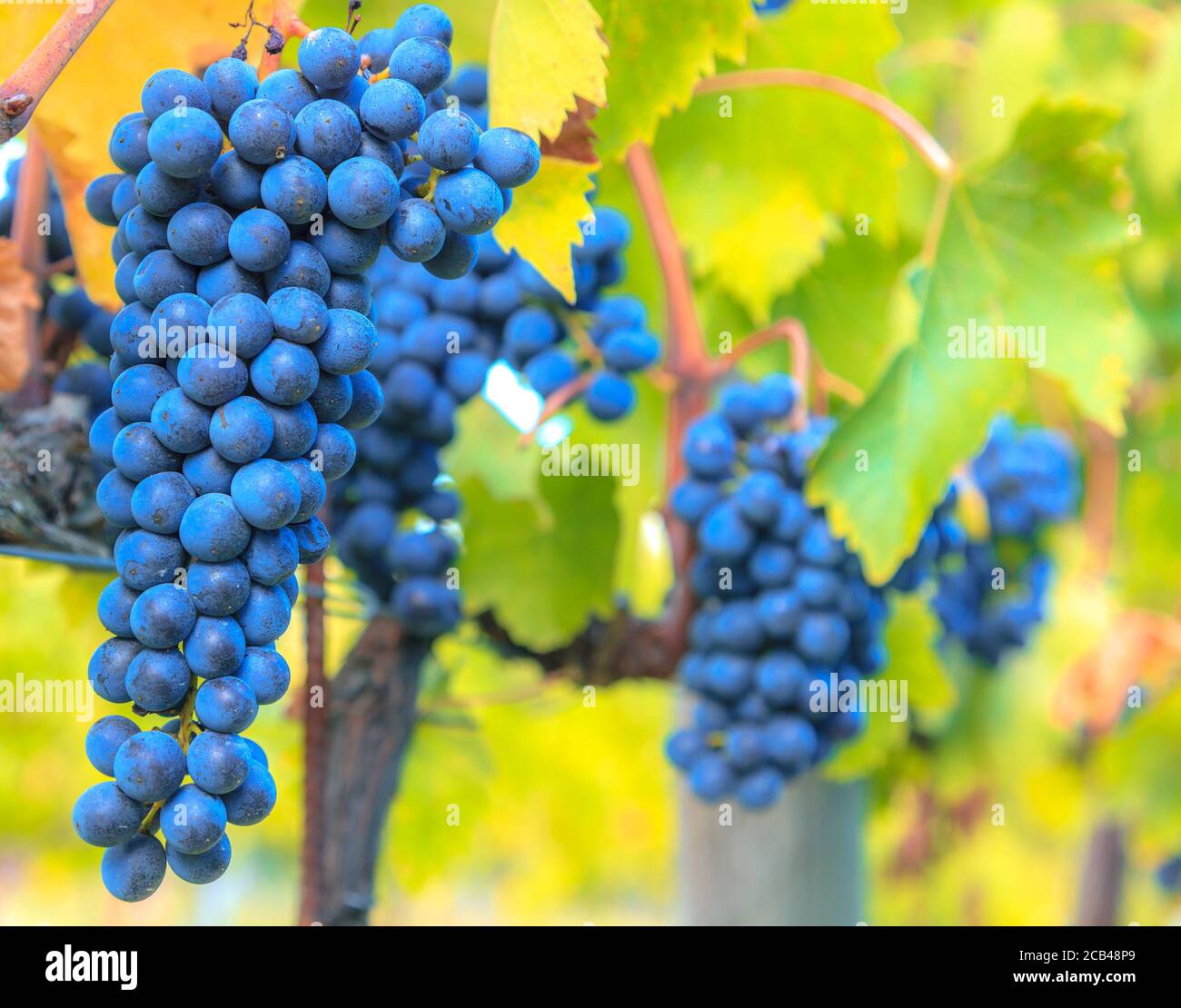 Gros plan de grappes de raisins bleus sur vignes dans un vignoble de Toscane, Italie Banque D'Images
