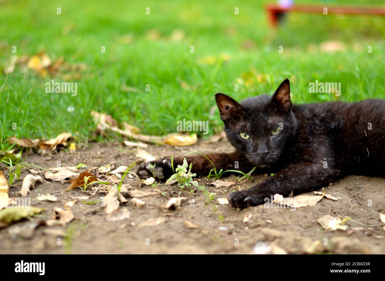 Un chat noir sale errant assis et se relaxant dans un garez-vous dans la boue Banque D'Images