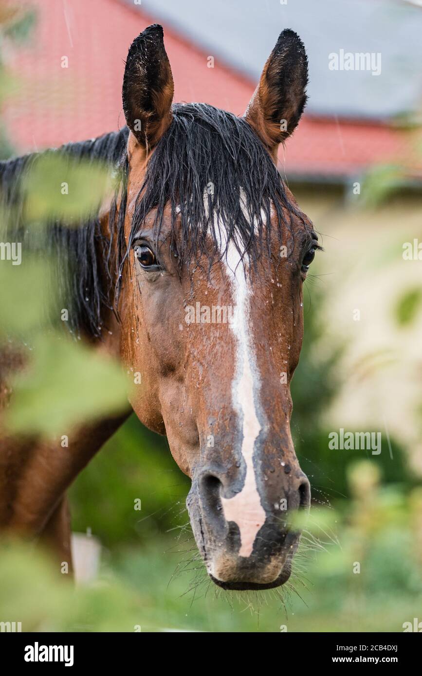 Un cheval humide avec des gouttes de pluie qui s'élancé sur la fourrure. Un cheval debout dans un pâturage vert pendant une pluie déverse. Banque D'Images