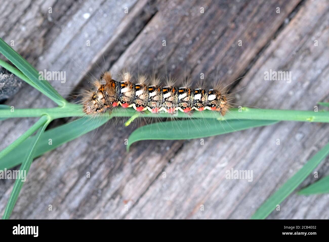 Acronicta (Viminia) rumicis. Une chenille à fourrure multicolore sur une branche d'herbe. Acronicta rumicis caterpillar alias Knot Grass Moth larva. Banque D'Images