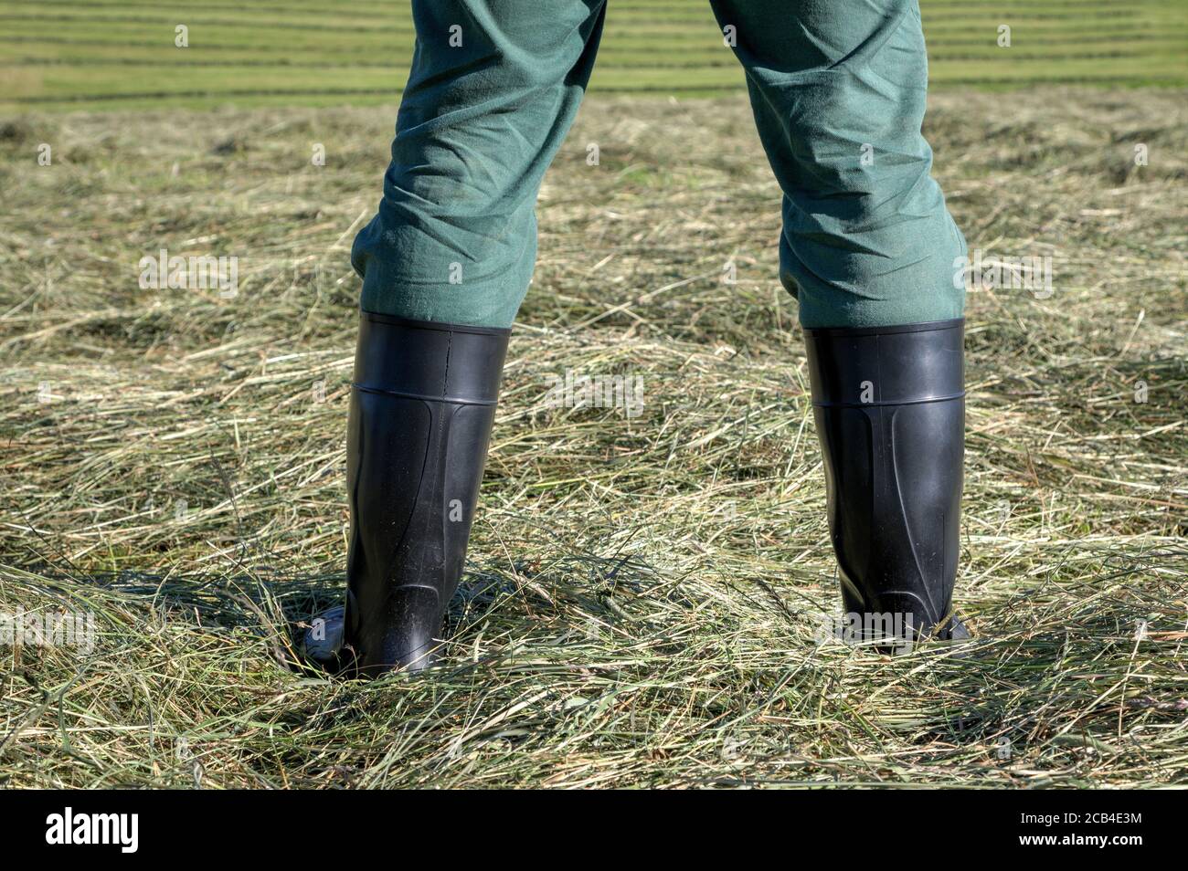 Avec ses bottes en caoutchouc noir, le fermier se tient sur le champ au  milieu de son foin Photo Stock - Alamy