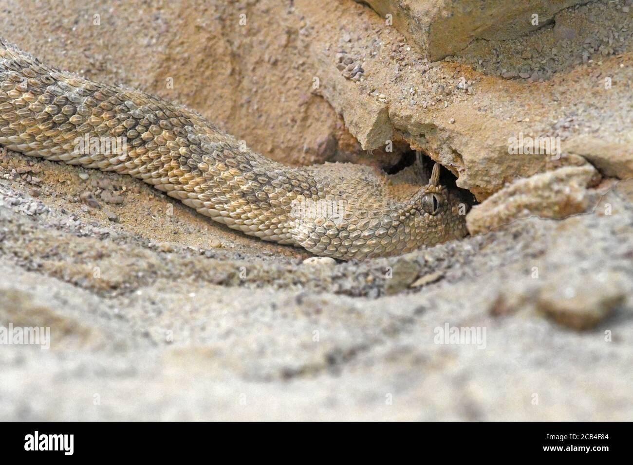 Vipère à cornes sahariennes, Cerastes cerastes Banque D'Images