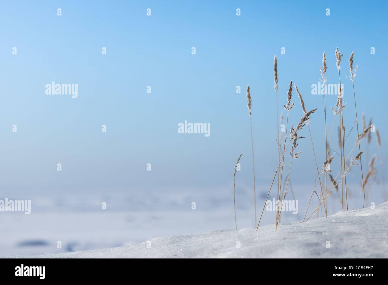 Se déchaîne contre un ciel bleu par beau temps d'hiver. Sécher les tiges de roseau couvertes de givre, copier l'espace. Banque D'Images