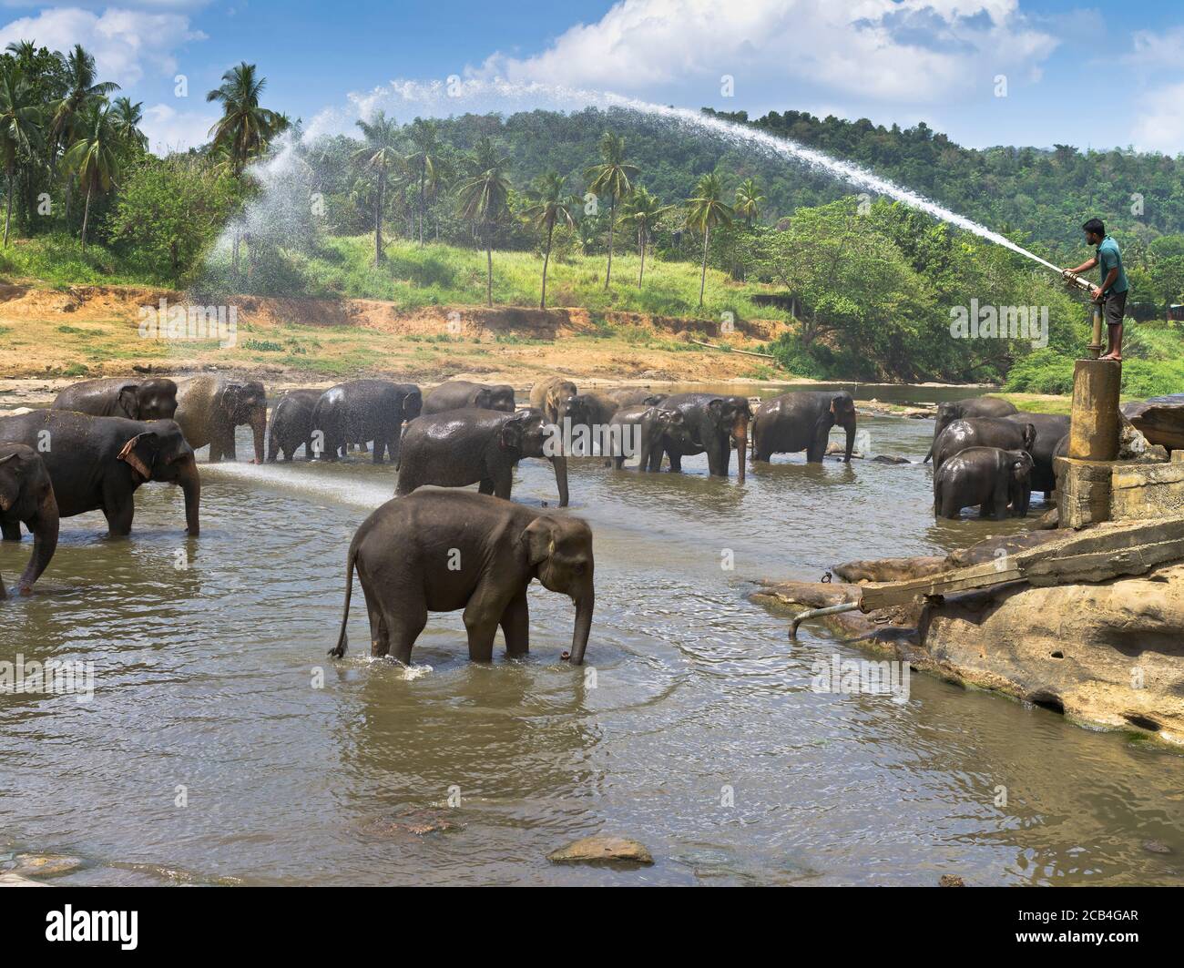 dh orphelinat d'éléphant PINNAWKA SRI LANKA temps de baignade troupeau de éléphants en rivière pulvérisation eau trou lavage Banque D'Images