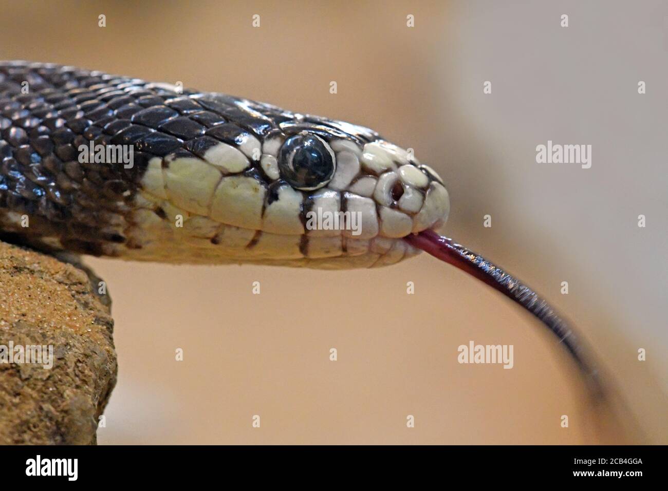 Serpent roi de Californie, Lampropeltis californiae, langue, , Banque D'Images