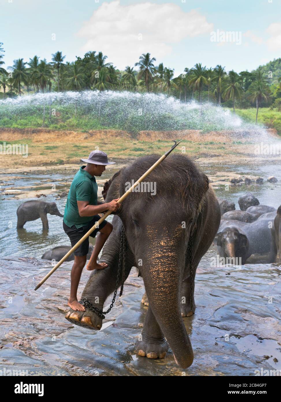 dh Eléphant asiatique orphelinat PINNAWKA SRI LANKA élève éléphants gardien le pied de montage du pilote se soulève en montant en montant le trou d'eau man Banque D'Images