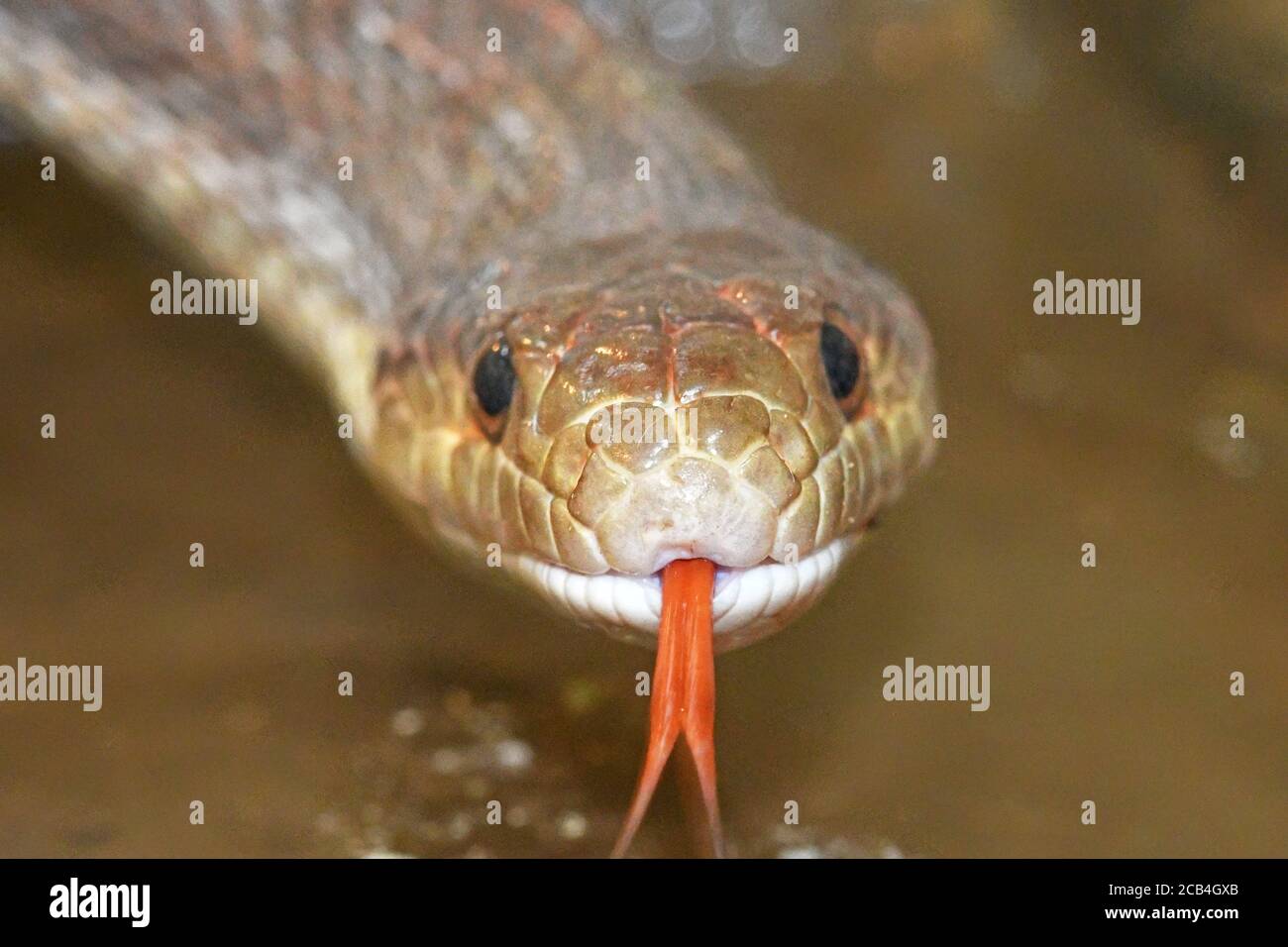 Pantherophis guttatus, serpent de maïs, langue Banque D'Images